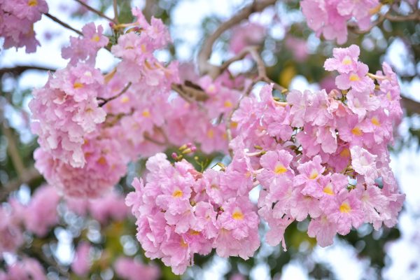 เทศกาลชมพูพันธุ์ทิพย์บานสะพรั่งที่มหาวิทยาลัยเกษตรศาสตร์