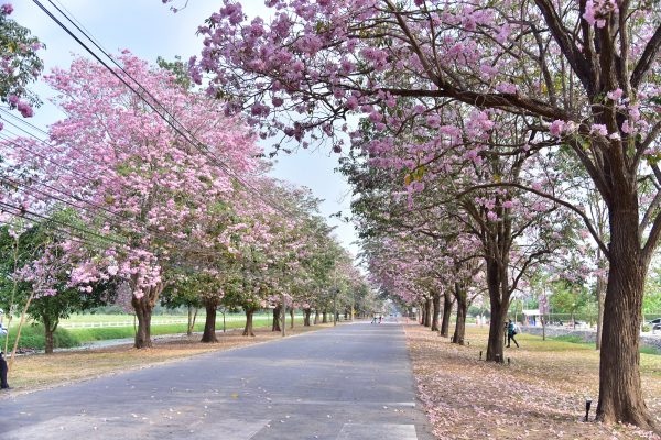 เทศกาลชมพูพันธุ์ทิพย์บานสะพรั่งที่มหาวิทยาลัยเกษตรศาสตร์