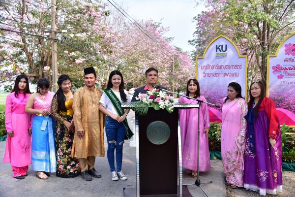 เทศกาลชมพูพันธุ์ทิพย์บานสะพรั่งที่มหาวิทยาลัยเกษตรศาสตร์