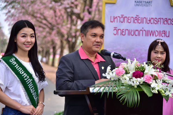 เทศกาลชมพูพันธุ์ทิพย์บานสะพรั่งที่มหาวิทยาลัยเกษตรศาสตร์