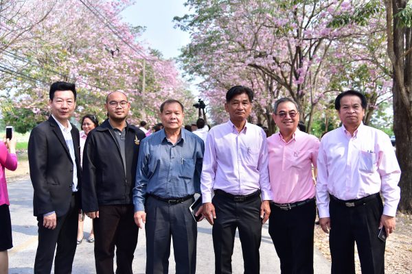 เทศกาลชมพูพันธุ์ทิพย์บานสะพรั่งที่มหาวิทยาลัยเกษตรศาสตร์