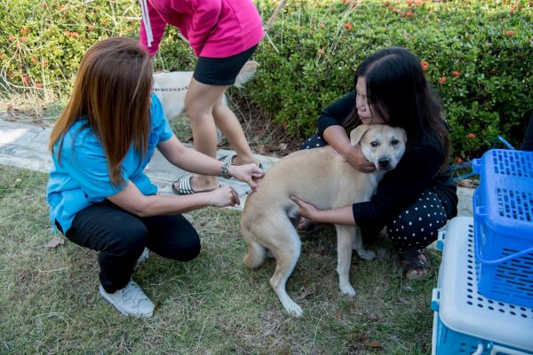 สัตว์ปลอดโรค คนปลอดภัยจากโรคพิษสุนัขบ้า