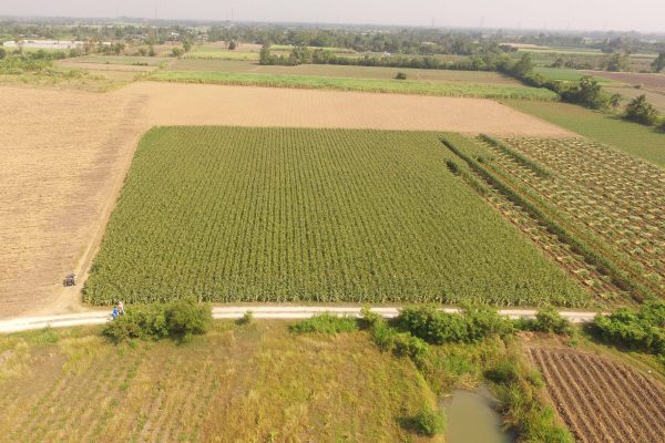 สหกรณ์โคนมกำแพงแสน เปิดโครงการตัดข้าวโพดเลี้ยงสัตว์ แจกจ่าย จำหน่ายให้แก่สมาชิก