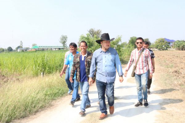 สหกรณ์โคนมกำแพงแสน เปิดโครงการตัดข้าวโพดเลี้ยงสัตว์ แจกจ่าย จำหน่ายให้แก่สมาชิก