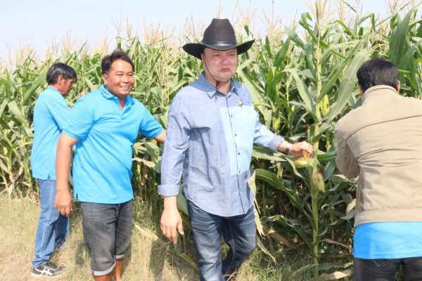 สหกรณ์โคนมกำแพงแสน เปิดโครงการตัดข้าวโพดเลี้ยงสัตว์ แจกจ่าย จำหน่ายให้แก่สมาชิก