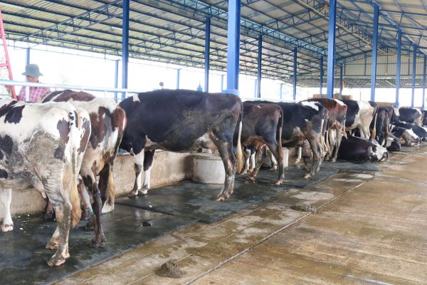 สหกรณ์โคนมกำแพงแสน เปิดโครงการตัดข้าวโพดเลี้ยงสัตว์ แจกจ่าย จำหน่ายให้แก่สมาชิก