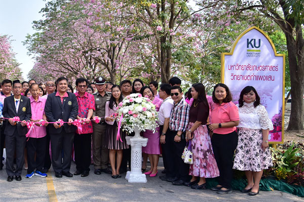 เทศกาลชมพูพันธุ์ทิพย์บานสะพรั่งที่มหาวิทยาลัยเกษตรศาสตร์